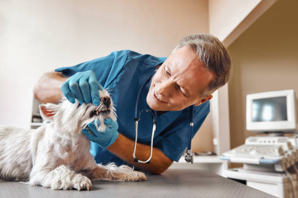Best Emergency Dental Care for Abscessed Tooth in Laurens, IA